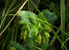 Cerinthe minor auriculata