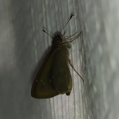 Cymaenes lepta