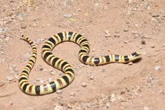 Sonora annulata