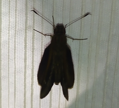 Cymaenes lepta