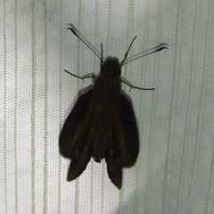 Cymaenes lepta