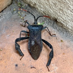 Acanthocephala thomasi