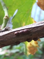 Parthenolecanium persicae