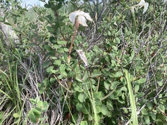 Mandevilla lanuginosa