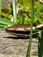 Marisora unimarginata