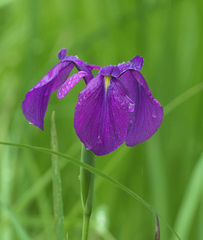 Iris ensata