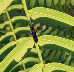 Larra bicolor