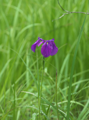 Iris ensata