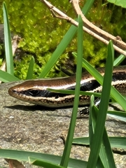 Marisora unimarginata