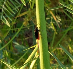 Larra bicolor