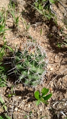 Coryphantha clavata