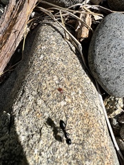 Camponotus laevigatus