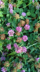 Trifolium pratense