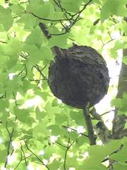 Crematogaster rogenhoferi