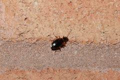 Cymindis limbata