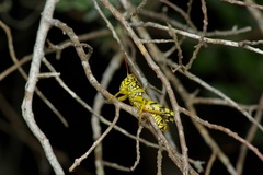 Agroecotettix modestus