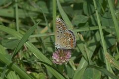 Polyommatus icarus