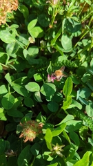 Bombus pascuorum