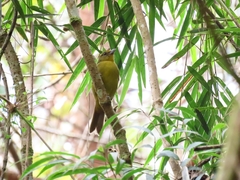 Sphenopsis frontalis