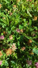 Bombus pascuorum