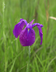 Iris ensata