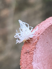 Pterygota