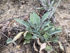 Physaria thamnophila