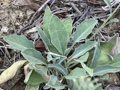 Physaria thamnophila