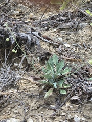 Physaria thamnophila