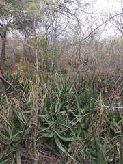 Aloe lutescens