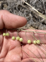 Physaria thamnophila