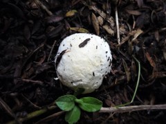 Descomyces