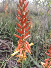 Aloe lutescens