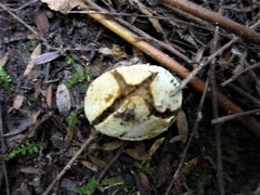 Descomyces