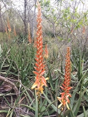 Aloe lutescens
