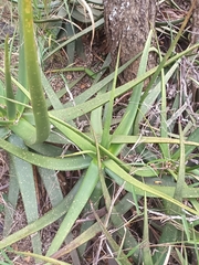 Aloe lutescens
