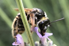 Anthophila