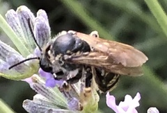 Anthophila