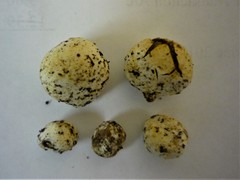 Descomyces