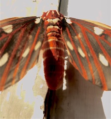 Citheronia azteca