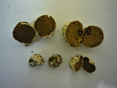 Descomyces