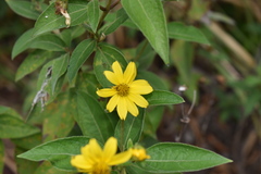 Hymenostephium quitensis