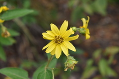 Hymenostephium quitensis