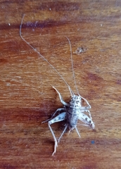 Gryllomorpha