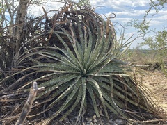 Hechtia glomerata