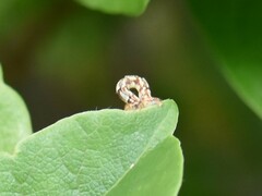 Eupithecia centaureata