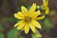 Hymenostephium quitensis