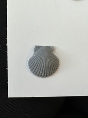 Argopecten gibbus
