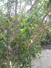 Punica granatum