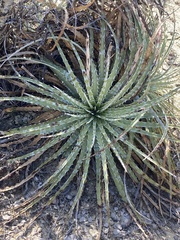 Hechtia glomerata